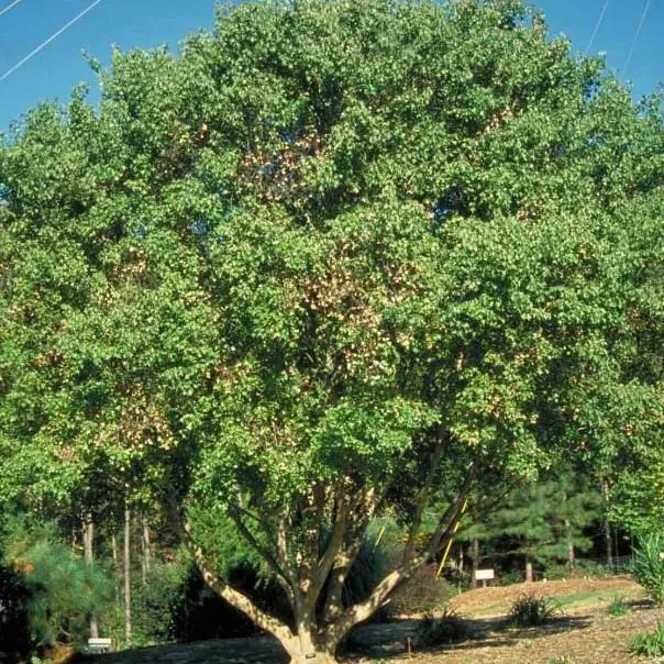 thumbnail for publication: Acer buergeranum: Trident Maple